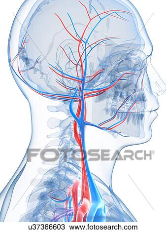 Vascular system of the head, artwork View Large Illustration Drawing - Vascular system of the head, artwork. Fotosearch