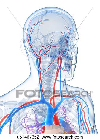 Vascular system of the head, artwork View Large Illustration Drawing - Vascular system of the head, artwork. Fotosearch