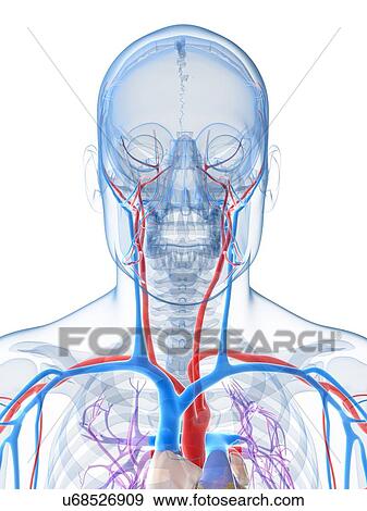 Vascular system of the head, artwork View Large Illustration Stock Illustration - Vascular system of the head, artwork. Fotosearch