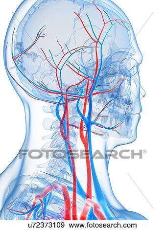 Vascular system of the head, artwork View Large Illustration Stock Illustration - Vascular system of the head, artwork. Fotosearch