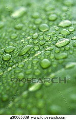 Stock Illustration - Water drops on leaf. Fotosearch
