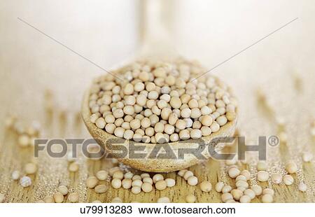 Drawing - Yellow mustard seeds. Fotosearch