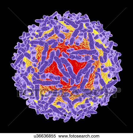 Stock Illustration - Alphavirus, computer artwork.. Fotosearch