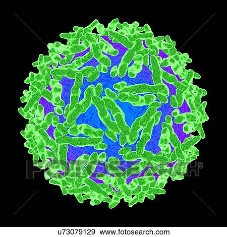 Stock Illustration - Alphavirus, computer artwork.. Fotosearch