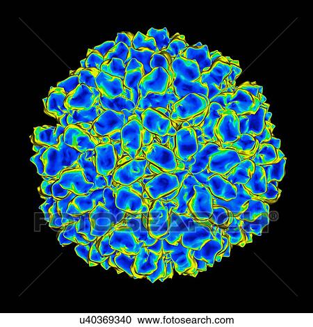 Clipart - Aquareovirus, computer artwork.. Fotosearch