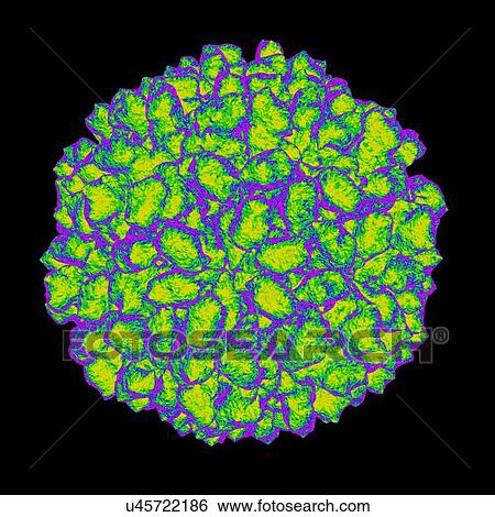 Authentic providence virus, computer artwork. View Large Illustration Stock Illustration - Authentic providence virus, computer artwork.. Fotosearch