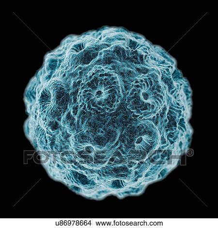 Brome mosaic virus (BMV), computer artwork. View Large Illustration Stock Illustration - Brome mosaic virus (BMV), computer artwork.. Fotosearch