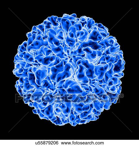 Stock Illustration - calicivirus, computer artwork.. Fotosearch