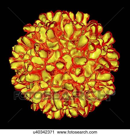 Carnation mottle virus, computer artwork. View Large Illustration Clip Art - Carnation mottle virus, computer artwork.. Fotosearch