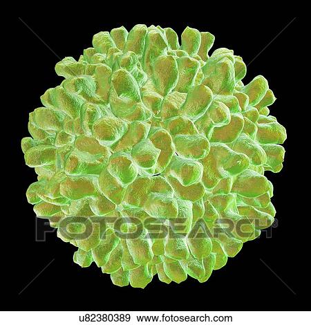 Carnation mottle virus, computer artwork. View Large Illustration Stock Illustration - Carnation mottle virus, computer artwork.. Fotosearch