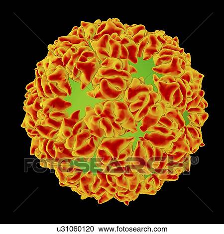 Caulobacter bacteriophage, computer artwork. View Large Illustration Clipart - Caulobacter bacteriophage, computer artwork.. Fotosearch