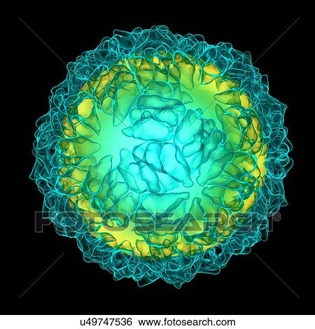 Caulobacter bacteriophage, computer artwork. View Large Illustration Stock Illustration - Caulobacter bacteriophage, computer artwork.. Fotosearch