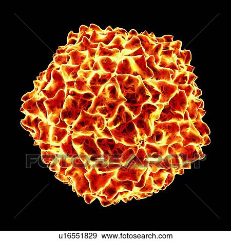 Stock Illustration - Cocksfoot mottle virus, computer artwork.. Fotosearch