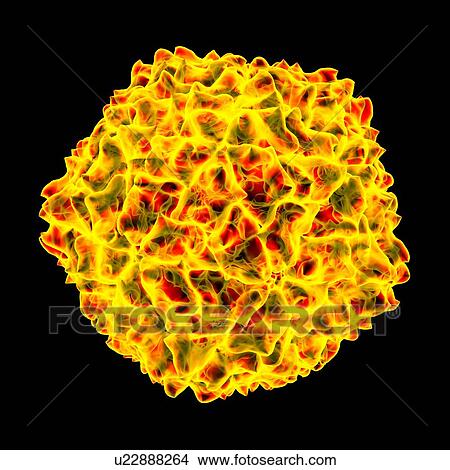 Stock Illustration - Cocksfoot mottle virus, computer artwork.. Fotosearch