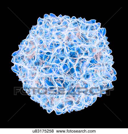 Stock Illustration - Cocksfoot mottle virus, computer artwork.. Fotosearch
