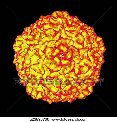 Stock Illustration - Cricket Paralysis Virus (CrPV), computer artwork.. Fotosearch