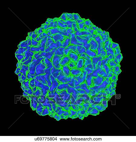 Cricket Paralysis Virus (CrPV), computer artwork. View Large Illustration Stock Illustration - Cricket Paralysis Virus (CrPV), computer artwork.. Fotosearch