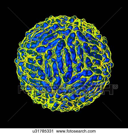 Dengue virus (DENV), computer artwork. View Large Illustration Clip Art - Dengue virus (DENV), computer artwork.. Fotosearch