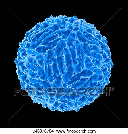 Dengue virus (DENV), computer artwork. View Large Illustration Stock Illustration - Dengue virus (DENV), computer artwork.. Fotosearch