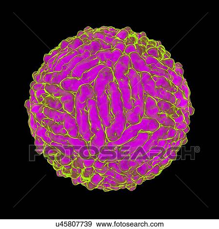 Dengue virus (DENV), computer artwork. View Large Illustration Stock Illustration - Dengue virus (DENV), computer artwork.. Fotosearch