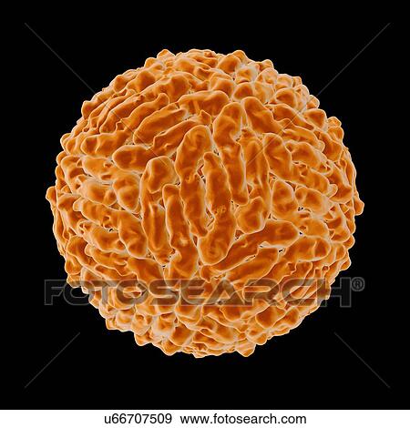 Dengue virus (DENV), computer artwork. View Large Illustration Stock Illustration - Dengue virus (DENV), computer artwork.. Fotosearch