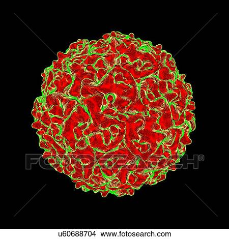 Stock Illustration - Densovirus, computer artwork.. Fotosearch