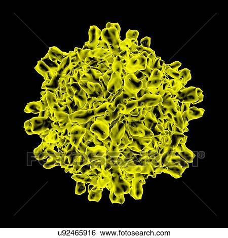Echovirus, computer artwork. View Large Illustration Stock Illustration - Echovirus, computer artwork.. Fotosearch