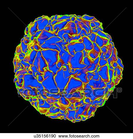 Equine rhinitis A virus (ERAV), computer artwork. View Large Illustration Clipart - Equine rhinitis A virus (ERAV), computer artwork.. Fotosearch