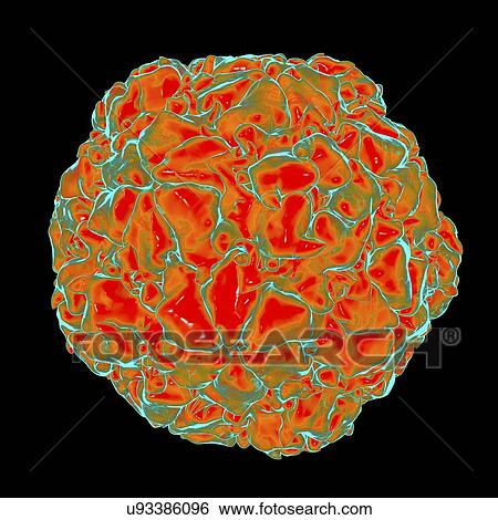 Stock Illustration - Equine rhinitis A virus (ERAV), computer artwork.. Fotosearch