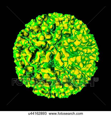 Feline calicivirus, computer artwork. View Large Illustration Drawing - Feline calicivirus, computer artwork.. Fotosearch