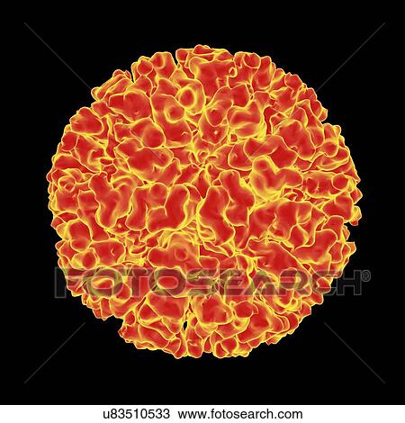 Drawing - Feline calicivirus, computer artwork.. Fotosearch