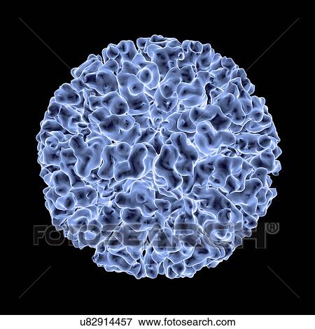 Feline calicivirus, computer artwork. View Large Illustration Stock Illustration - Feline calicivirus, computer artwork.. Fotosearch