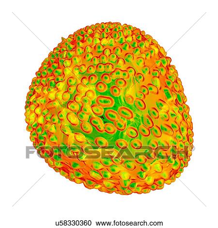Flavivirus, computer artwork. View Large Illustration Clipart - Flavivirus, computer artwork.. Fotosearch