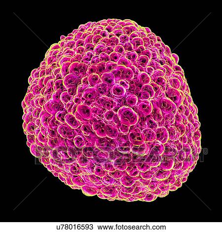 Flavivirus, computer artwork. View Large Illustration Drawing - Flavivirus, computer artwork.. Fotosearch