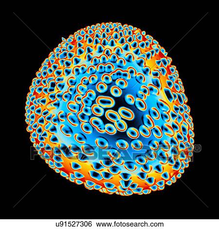 Flavivirus, computer artwork. View Large Illustration Stock Illustration - Flavivirus, computer artwork.. Fotosearch