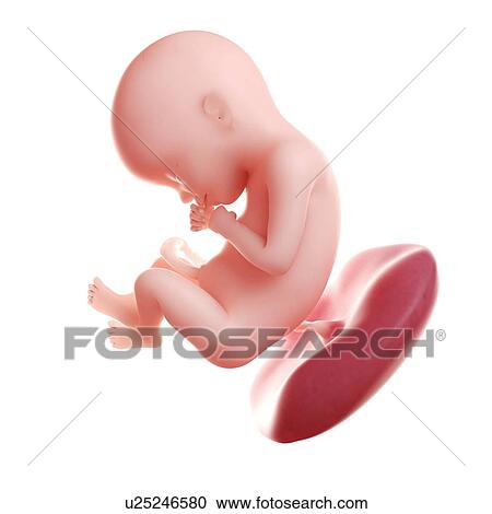 Clipart - Foetus at 22 weeks, computer artwork.. Fotosearch