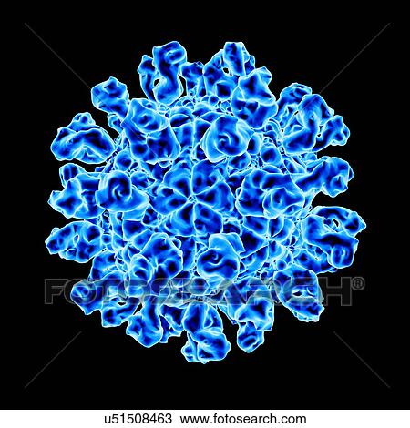 Foot and mouth disease virus, computer artwork. View Large Illustration Drawing - Foot and mouth disease virus, computer artwork.. Fotosearch