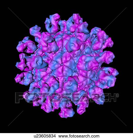 Stock Illustration - Foot and mouth disease virus, computer artwork.. Fotosearch