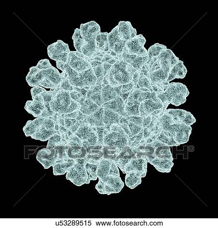 Stock Illustration - Foot and mouth disease virus, computer artwork.. Fotosearch
