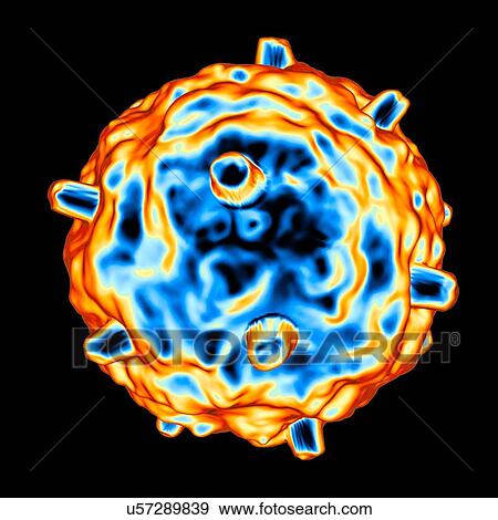 Gammaretrovirus, computer artwork. View Large Illustration Stock Illustration - Gammaretrovirus, computer artwork.. Fotosearch