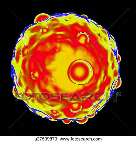 Stock Illustration - Hantavirus, computer artwork.. Fotosearch