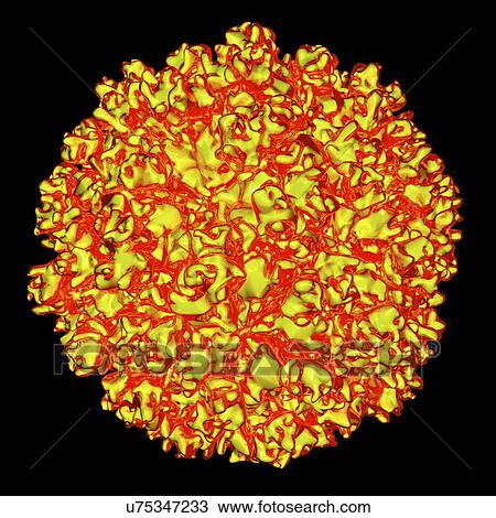 Drawing - Hepatitis E virus, computer artwork.. Fotosearch