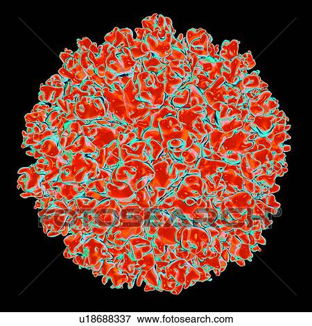 Stock Illustration - Hepatitis E virus, computer artwork.. Fotosearch