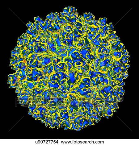 Stock Illustration - Hepatitis E virus, computer artwork.. Fotosearch