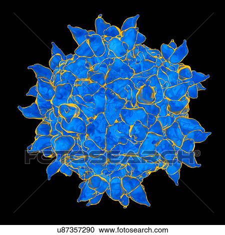 Human rhinovirus, computer artwork. View Large Illustration Clipart - Human rhinovirus, computer artwork.. Fotosearch