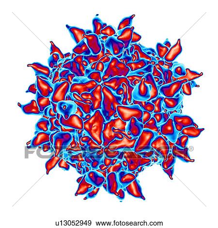 Human rhinovirus, computer artwork. View Large Illustration Stock Illustration - Human rhinovirus, computer artwork.. Fotosearch