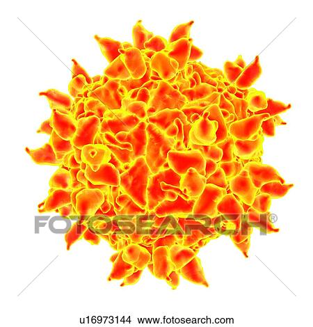 Human rhinovirus, computer artwork. View Large Illustration Stock Illustration - Human rhinovirus, computer artwork.. Fotosearch