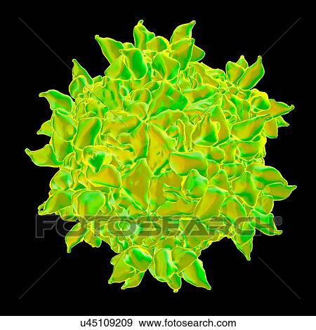 Stock Illustration - Human rhinovirus, computer artwork.. Fotosearch