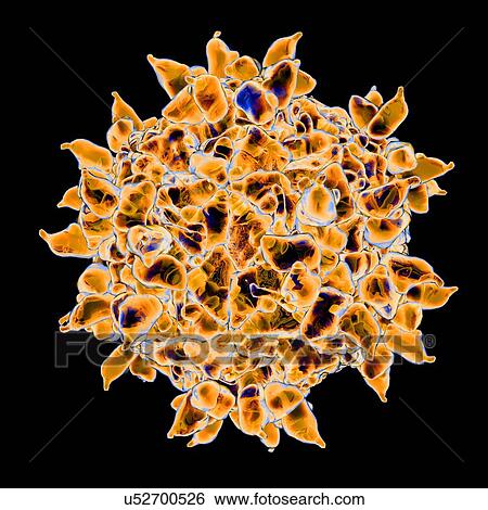 Human rhinovirus, computer artwork. View Large Illustration Stock Illustration - Human rhinovirus, computer artwork.. Fotosearch