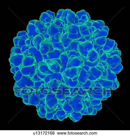 Stock Illustration - Melon necrotic spot virus, computer artwork.. Fotosearch